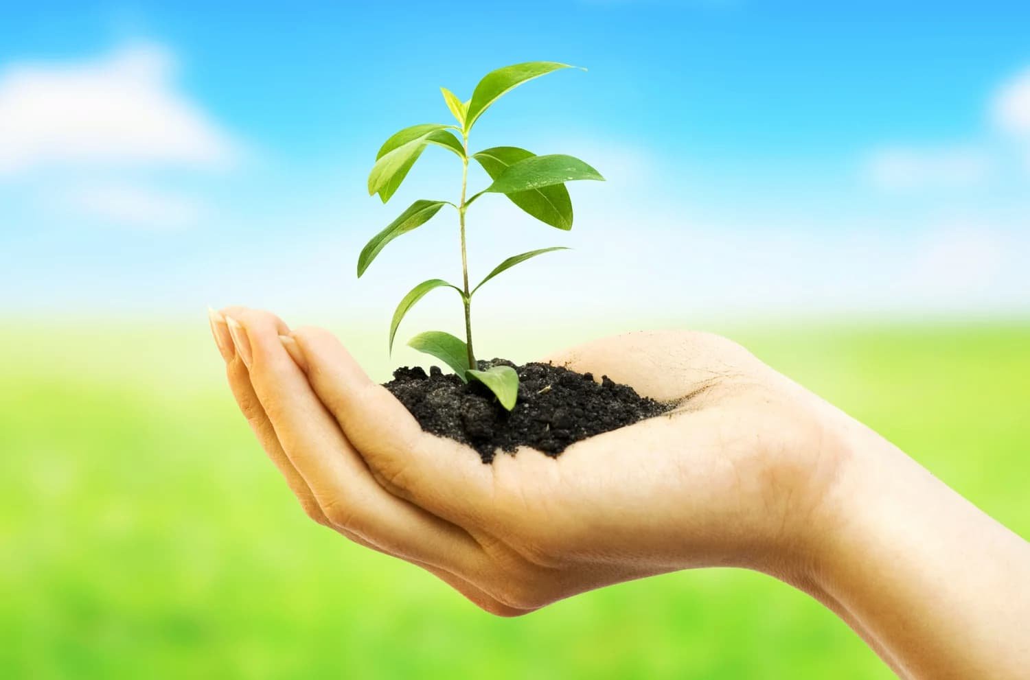 bigstock-Woman-hands-holding-plant-over-42659239.jpg