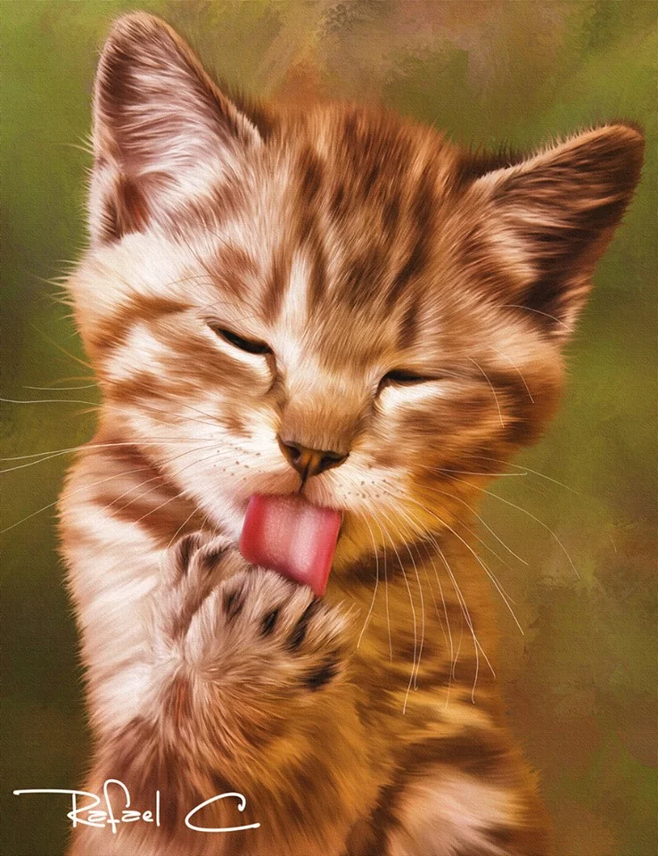 Cat.jpg