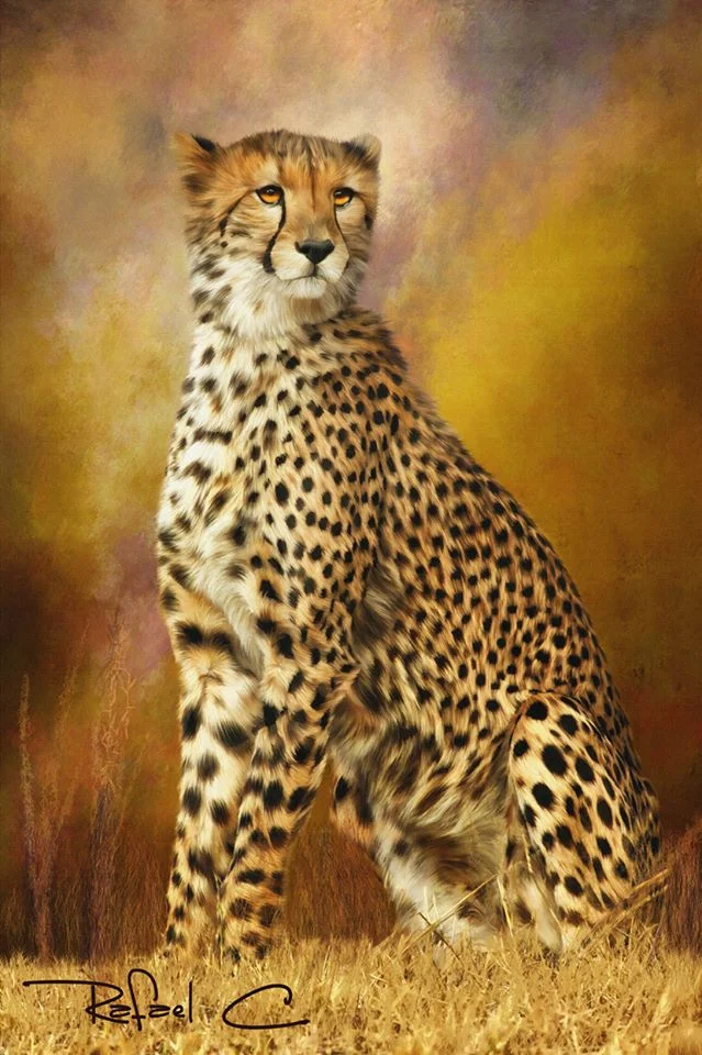cheetah.jpg