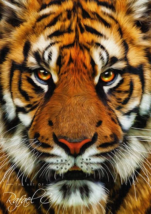 Tiger photo.jpg