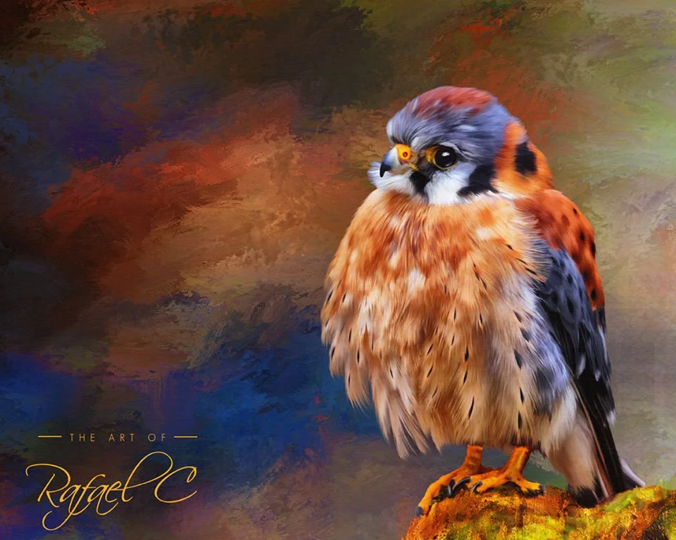colorful bird.jpg