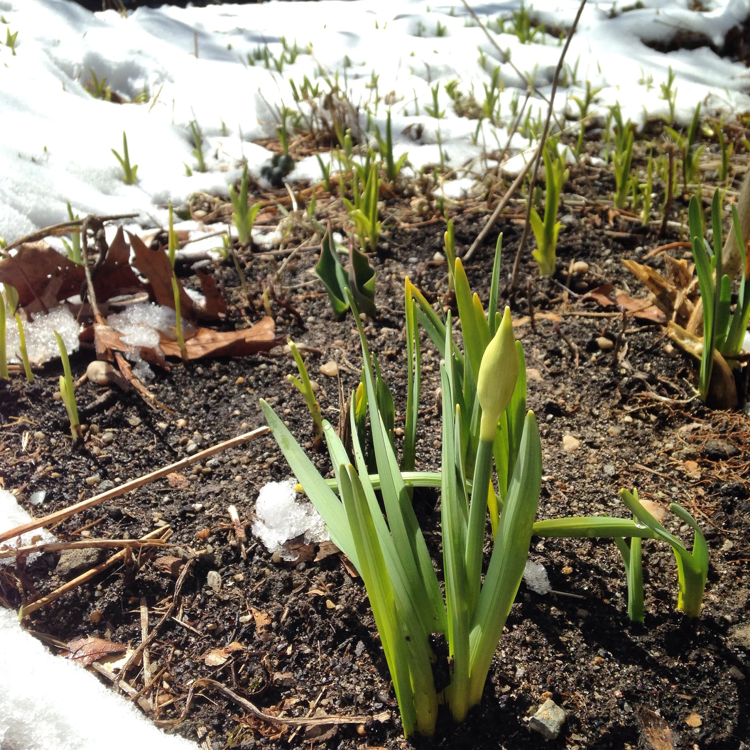 Spring Perennials Breaking Through 