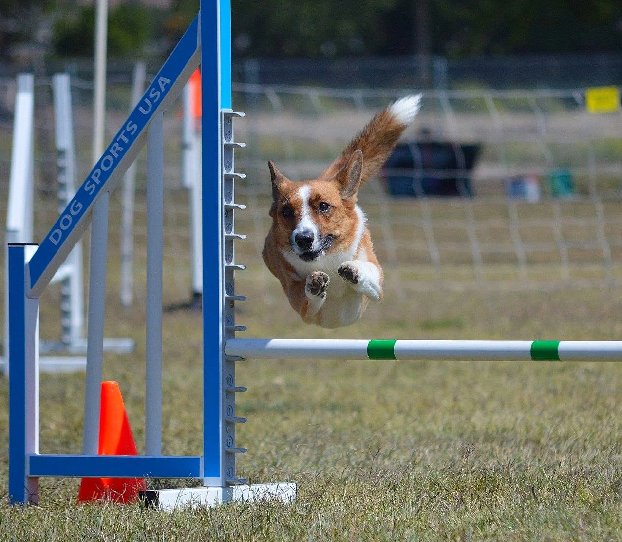Fran at the 2016 USDAA Southwestern Regional in California.