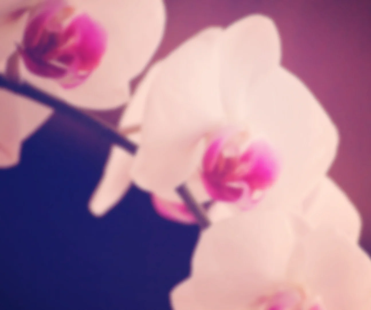 flower.jpg