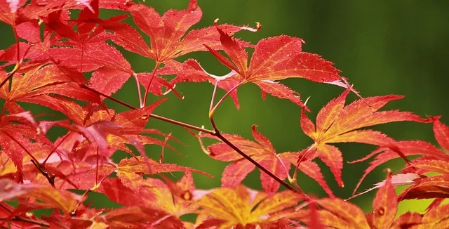 maple-480488_640.jpg
