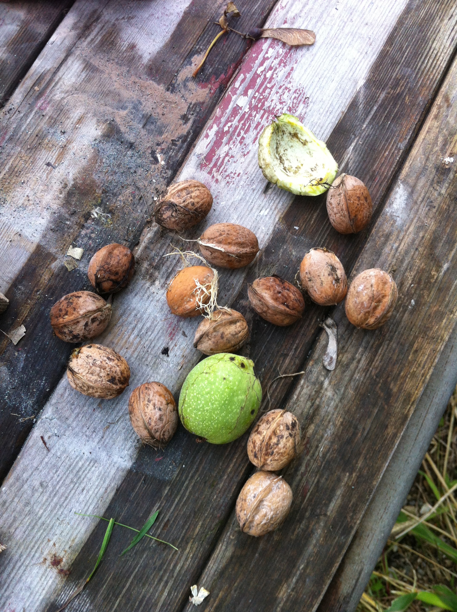 WALNUT TREE 