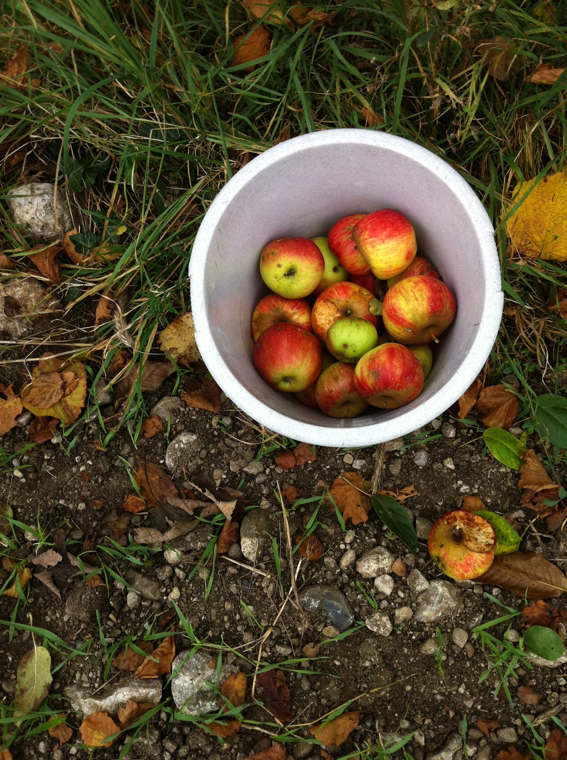 Pick Your Own Apple