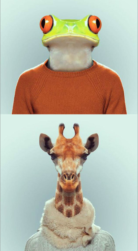 FASHION ZOO ANIMALS