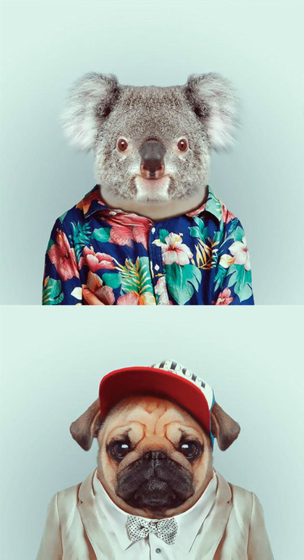 FASHION ZOO ANIMALS