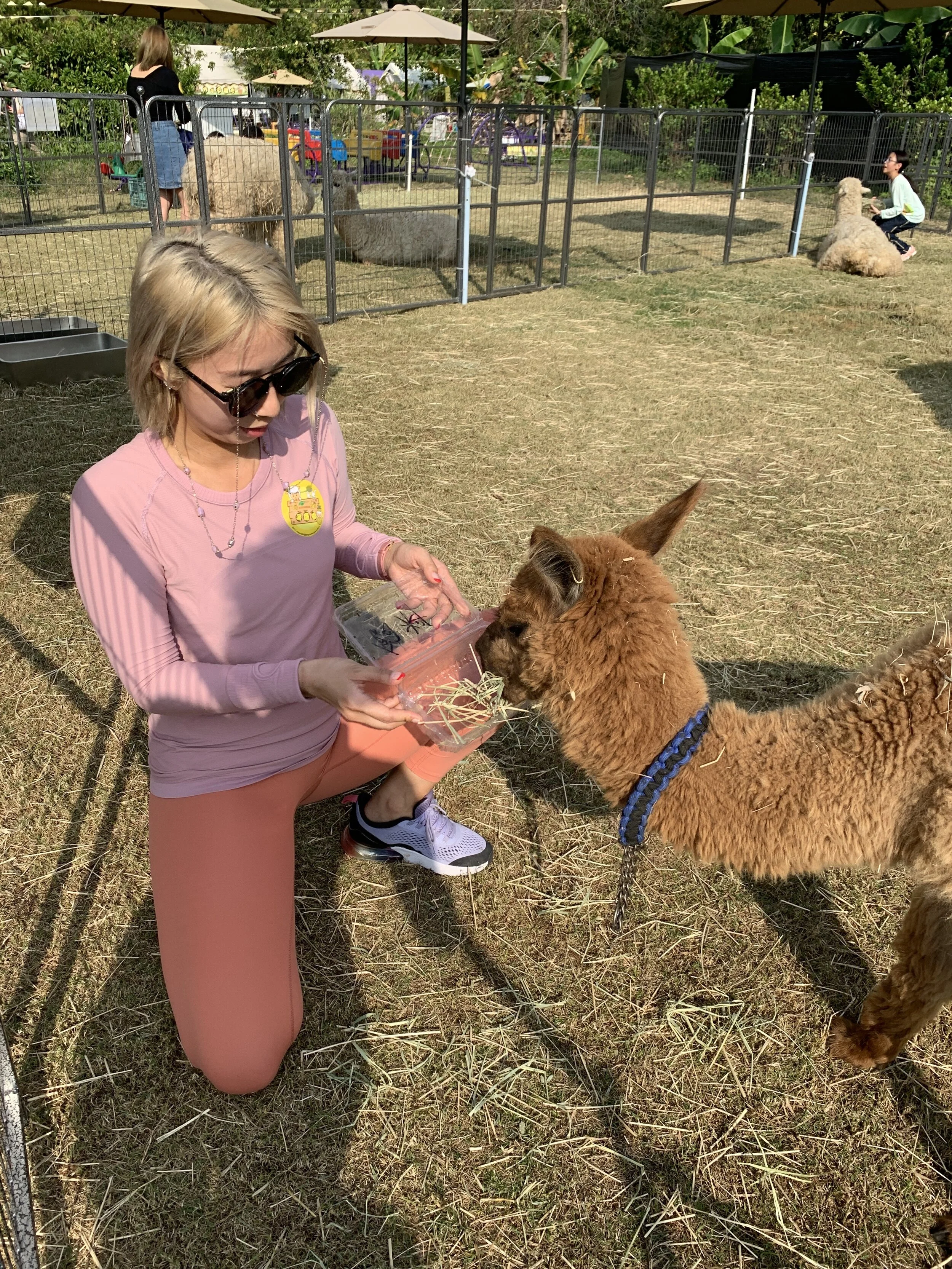 Alpaca and Pineapple Farm Visit