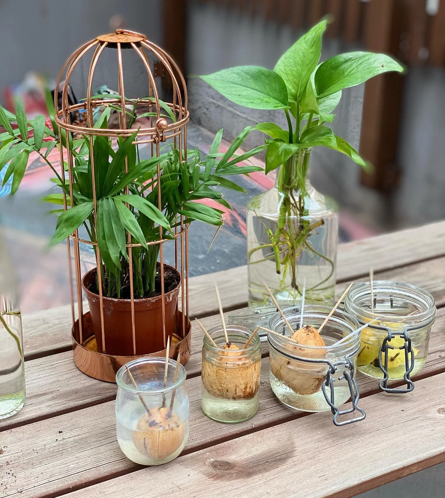 DIY Gardening 🌱🪴🍄🥑🌶
