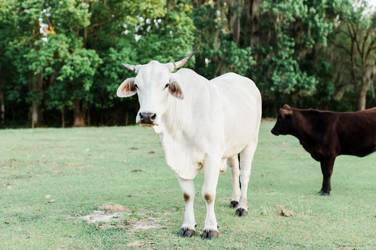 engagement-photographer-Orlando-29.jpg