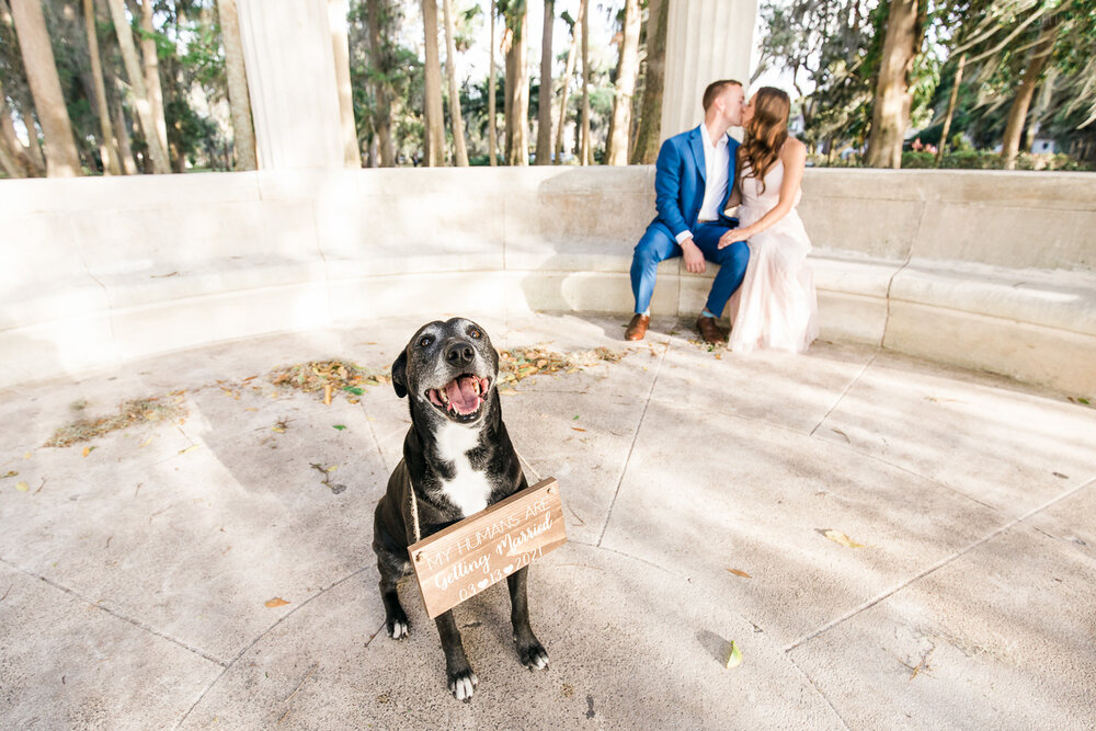 Engagement sign for dog