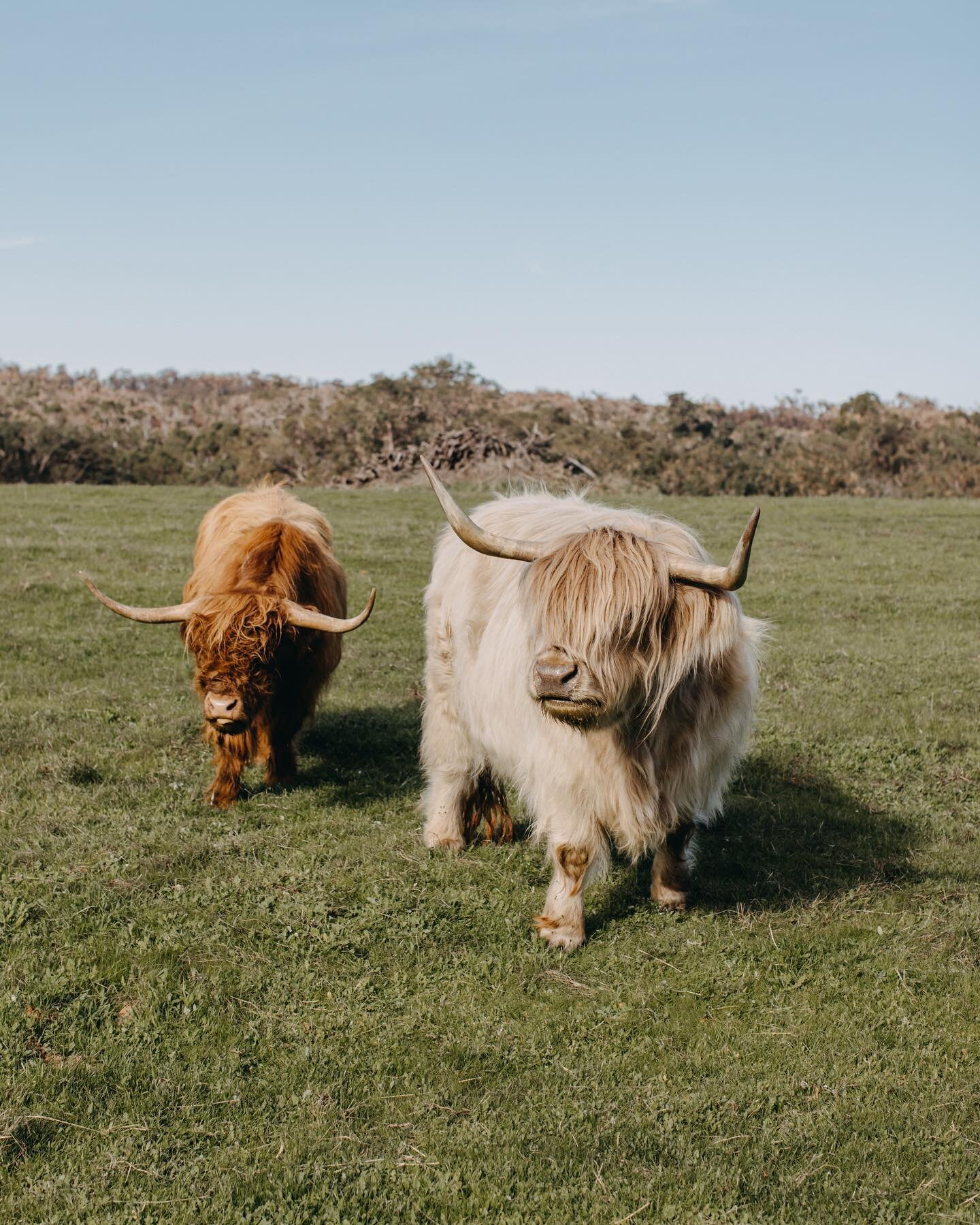 Lizzie &amp; her new beau Raymond. 
@meelupfarmhouse_ 
@lizziethehighlandcow