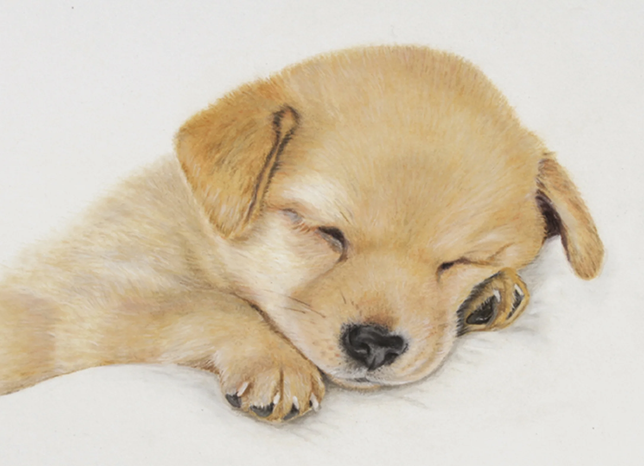 5LABRADOR PUPPY.jpg