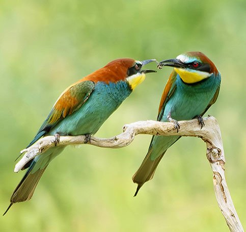 BEE EATER LINK copy.jpg