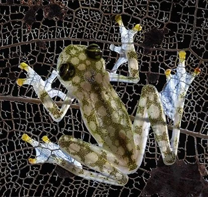 LINKEDIN FROG.jpg