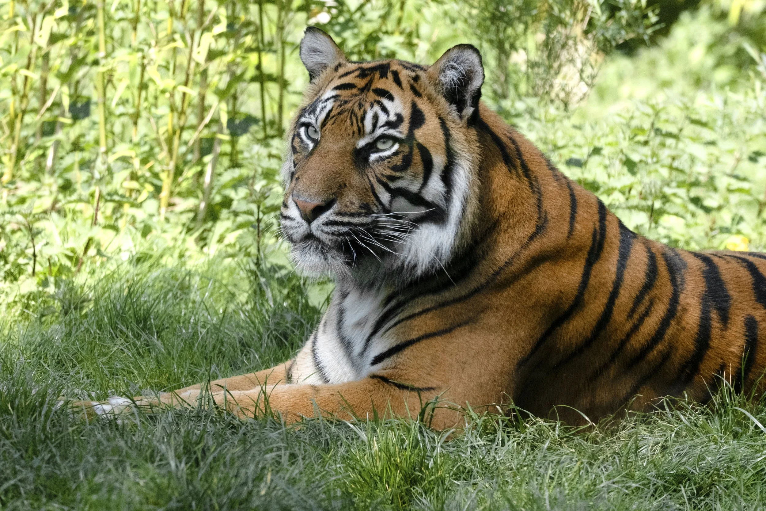 FINAL FMP TIGER w:o cyancopy.jpg