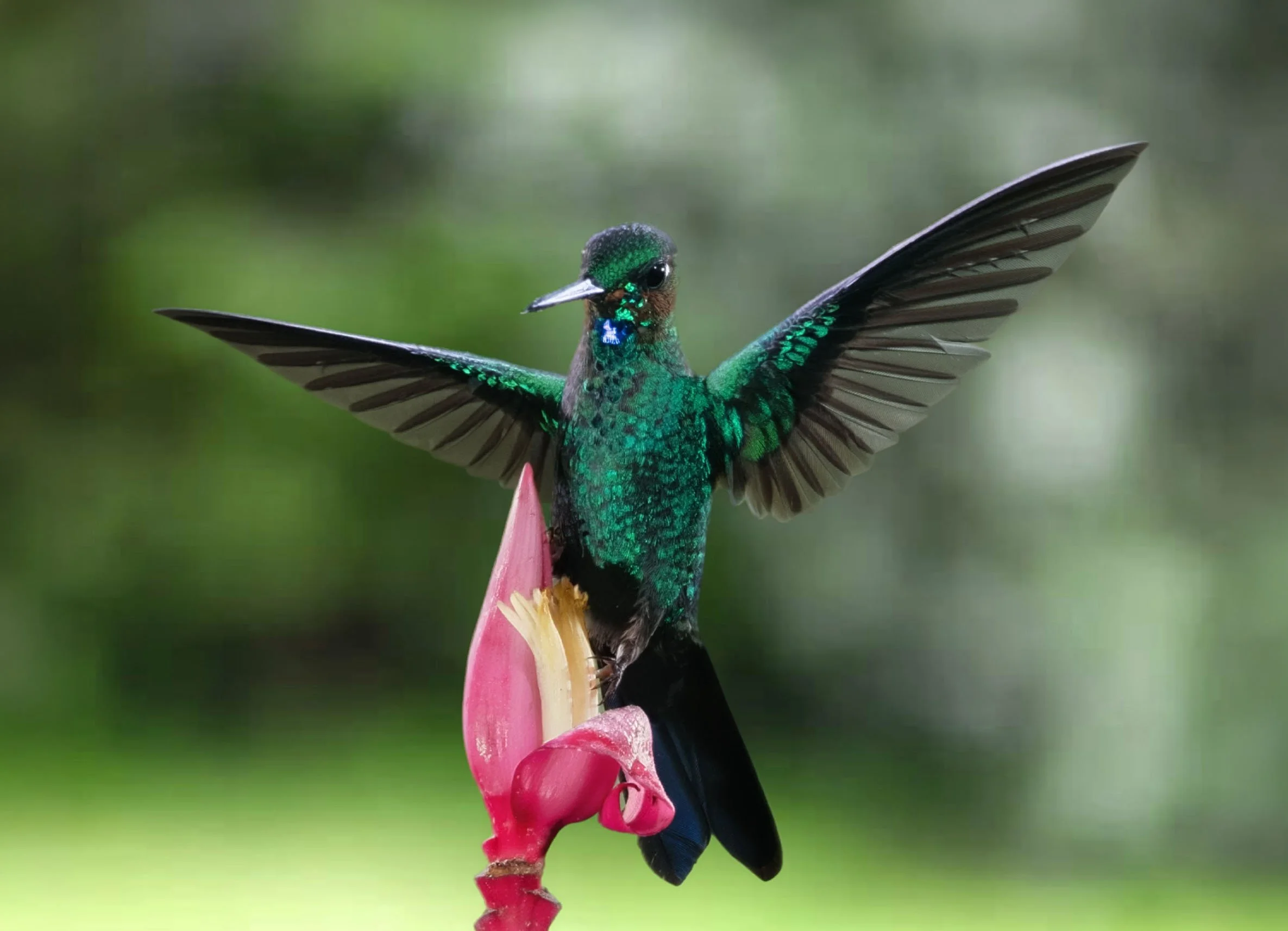 Green-crowned brilliant hummingbird.jpg