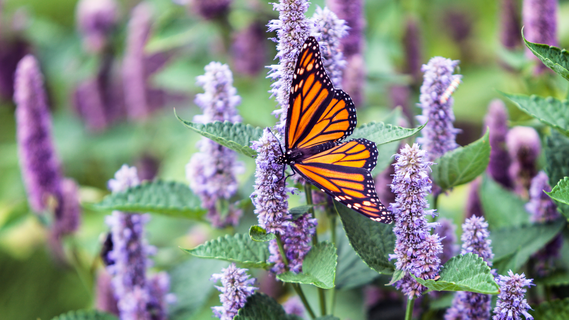 Hyssop with Monarch.png