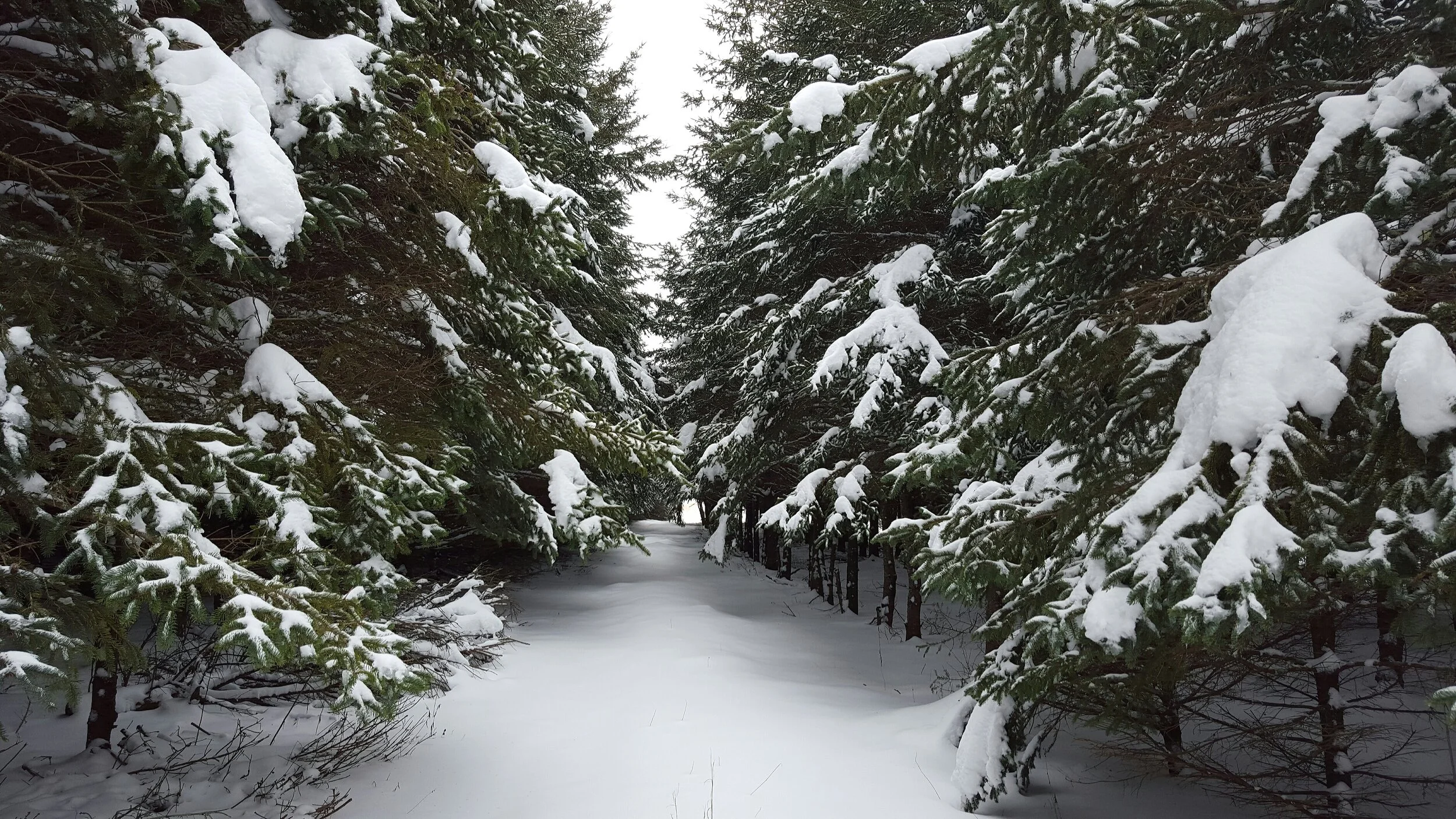 New Year Reset- A Winter Cleanse