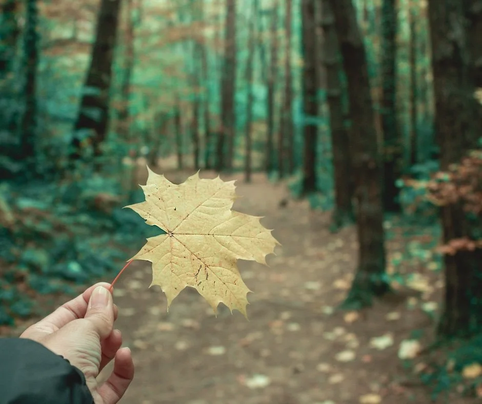 Autumn Sanctuary: A Day to Return, Reflect, and Root