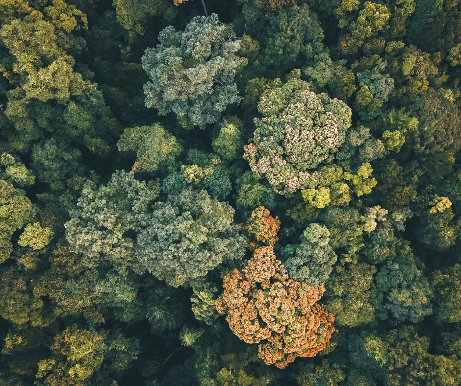 Aerial view of Deciduous Tree Tops.jpg