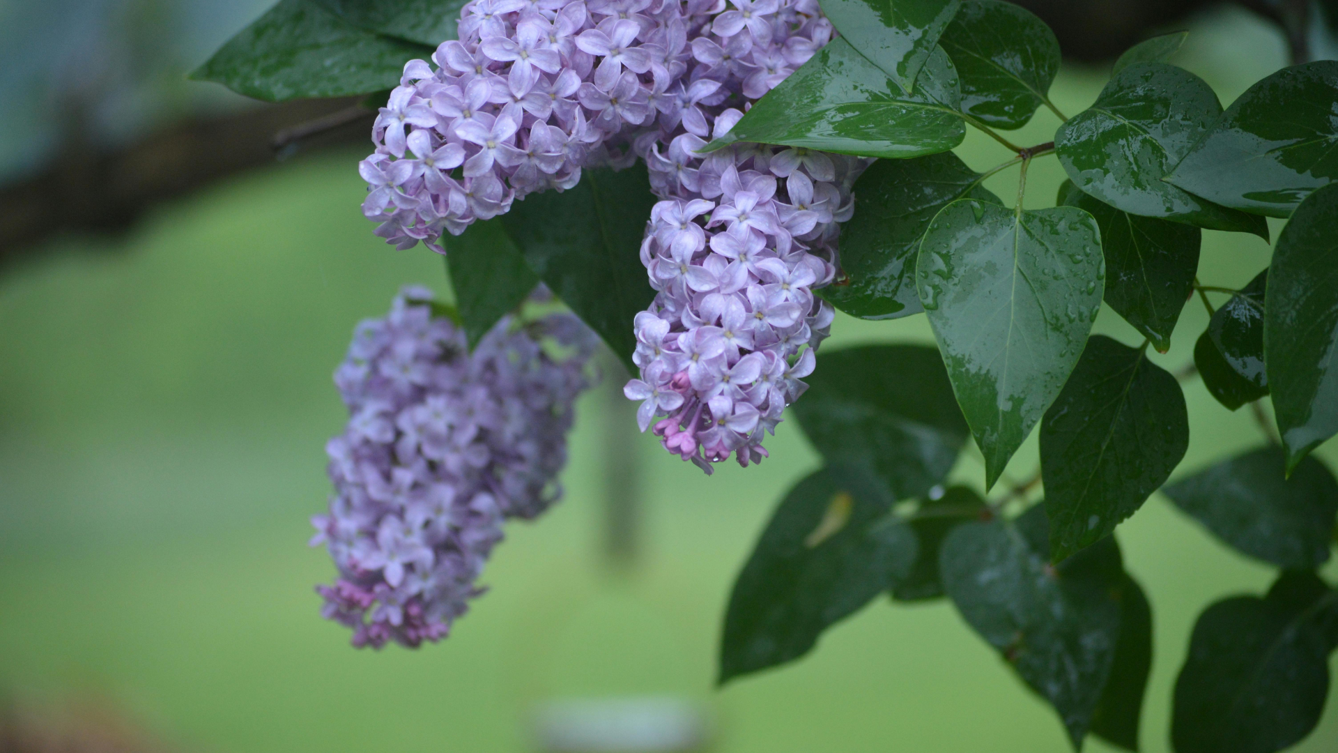Lilac Flowers.png