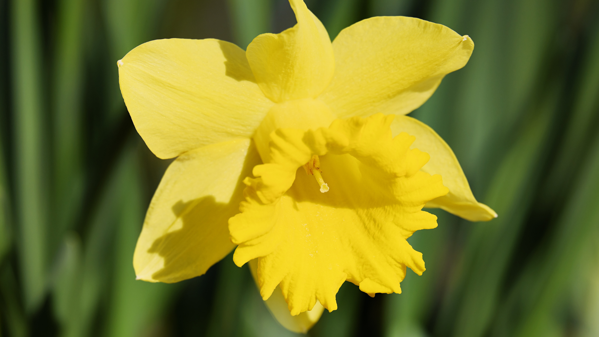 Daffodil.png
