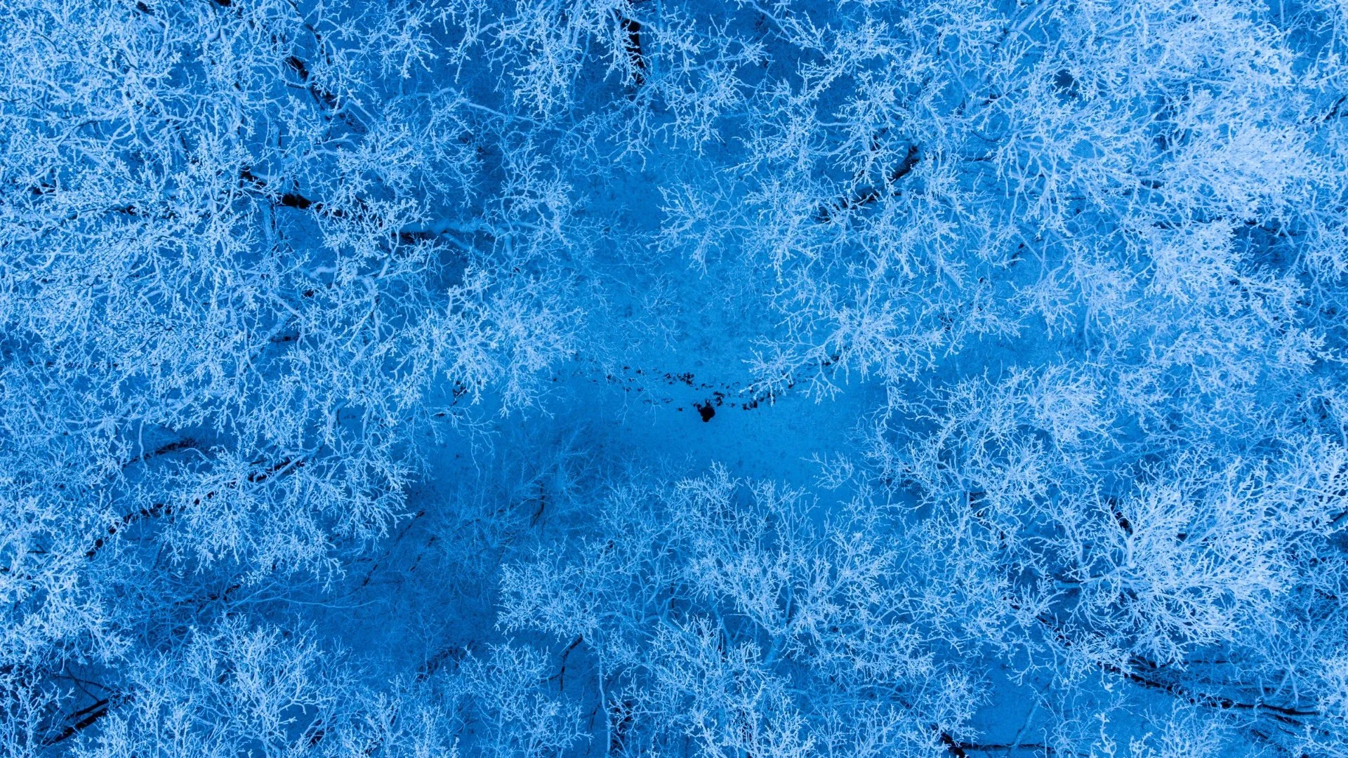 Aerial View of Winter tree tops.jpg