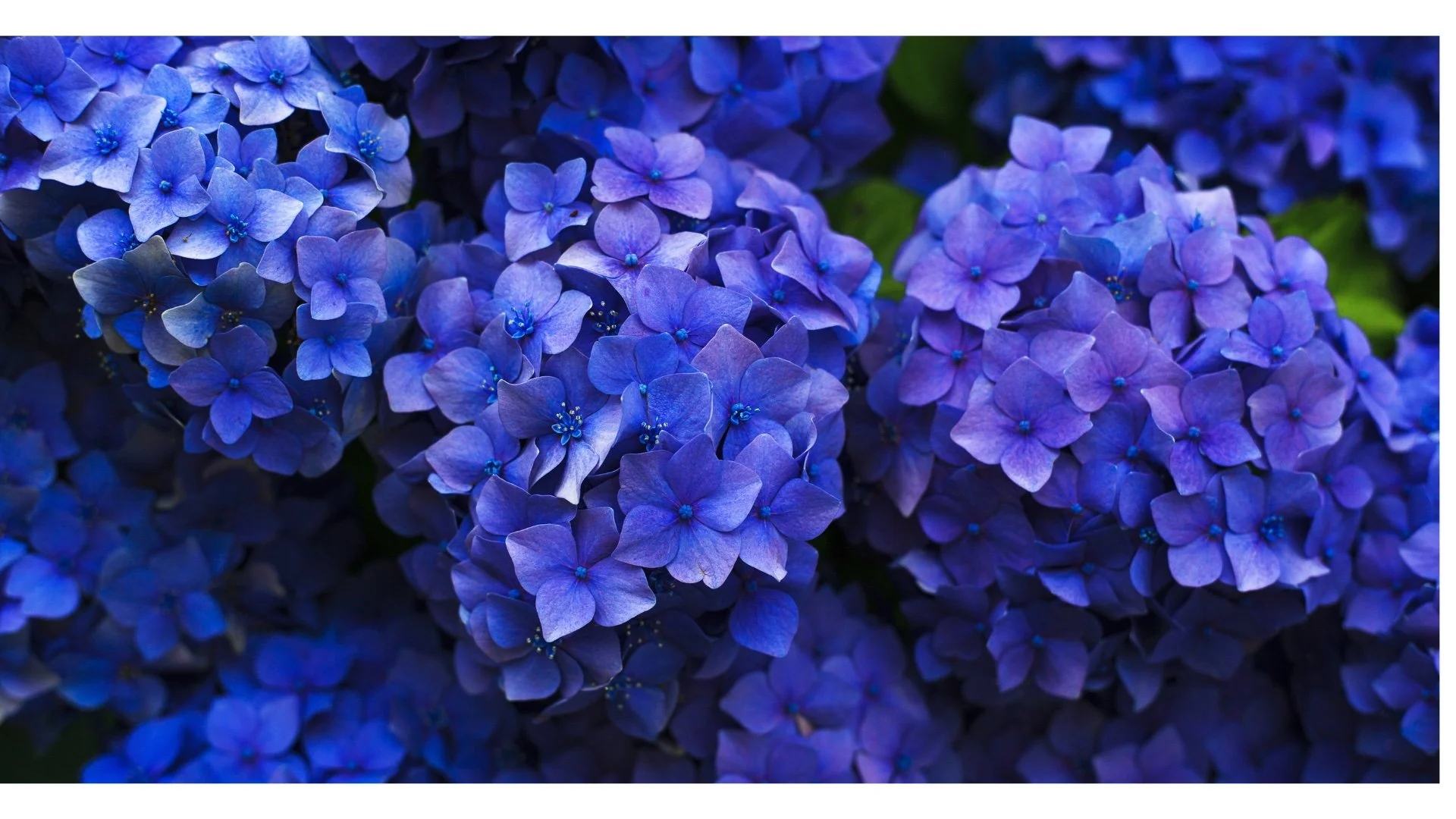 HYDRANGEA.jpg