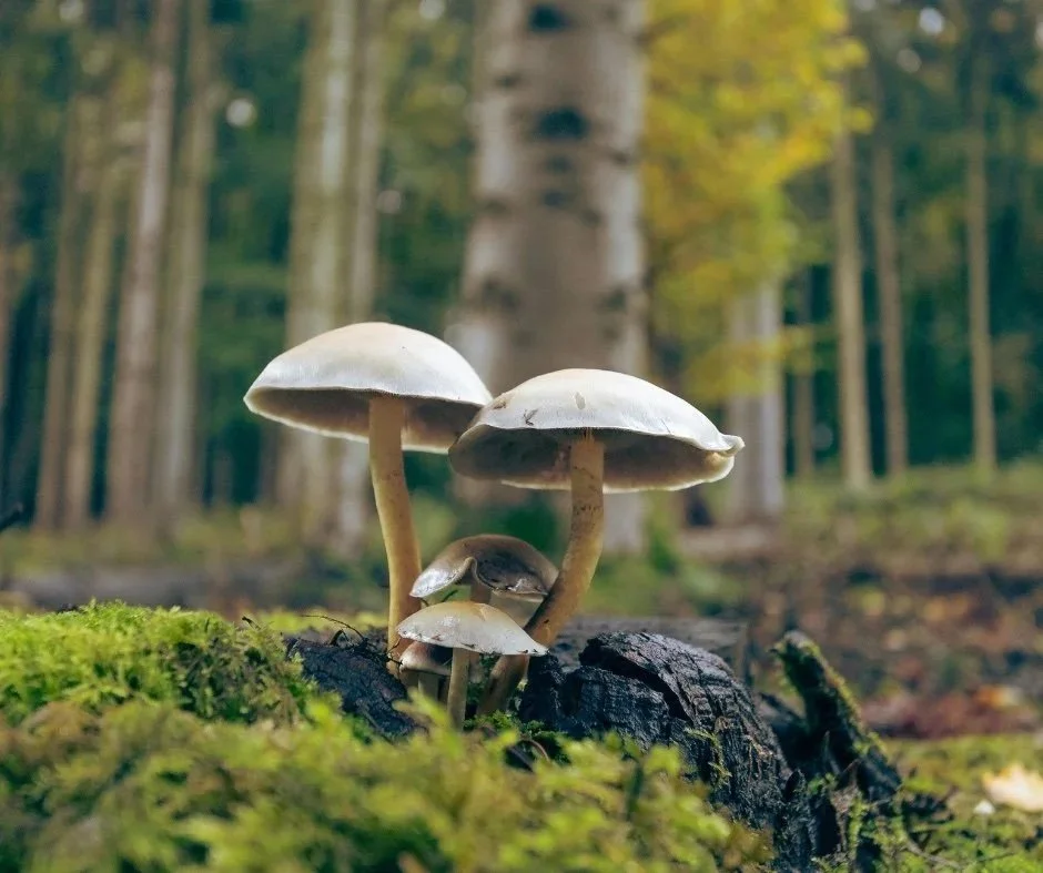 Mushroom with Birch Trees(1).jpg