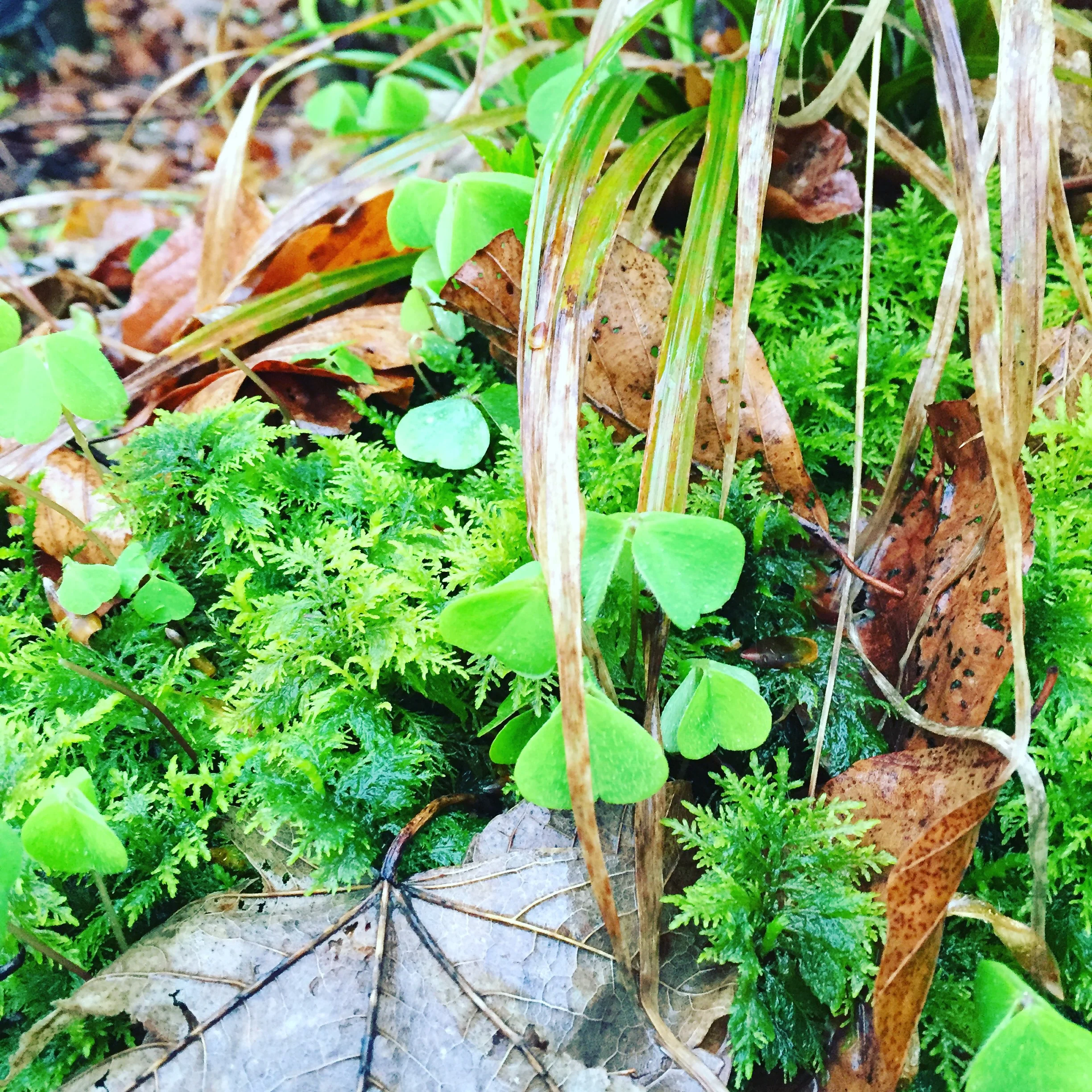 Oxalis