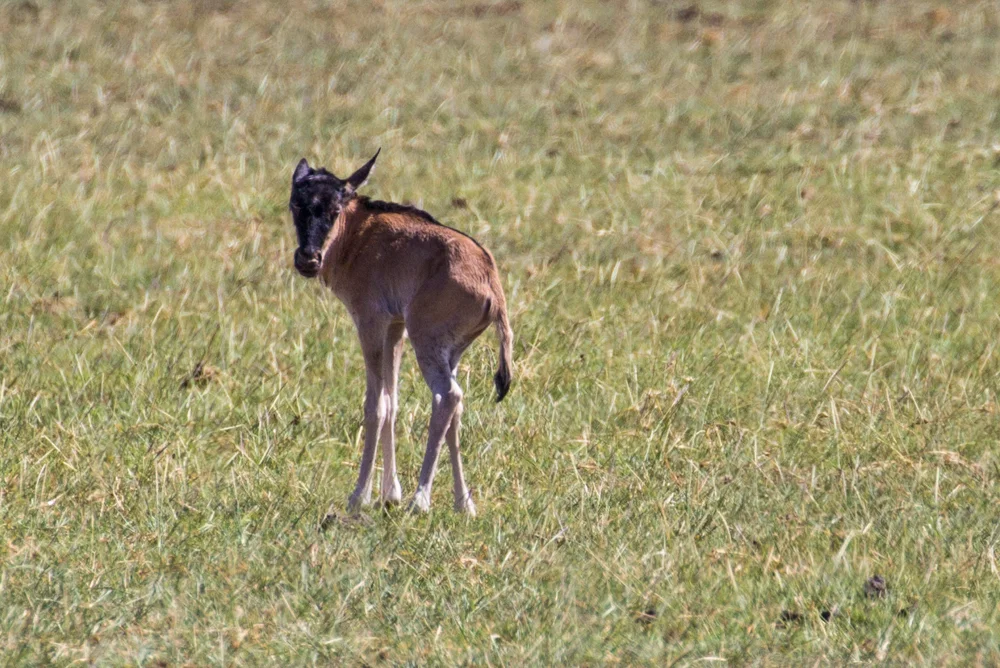 IMG_9871.jpg