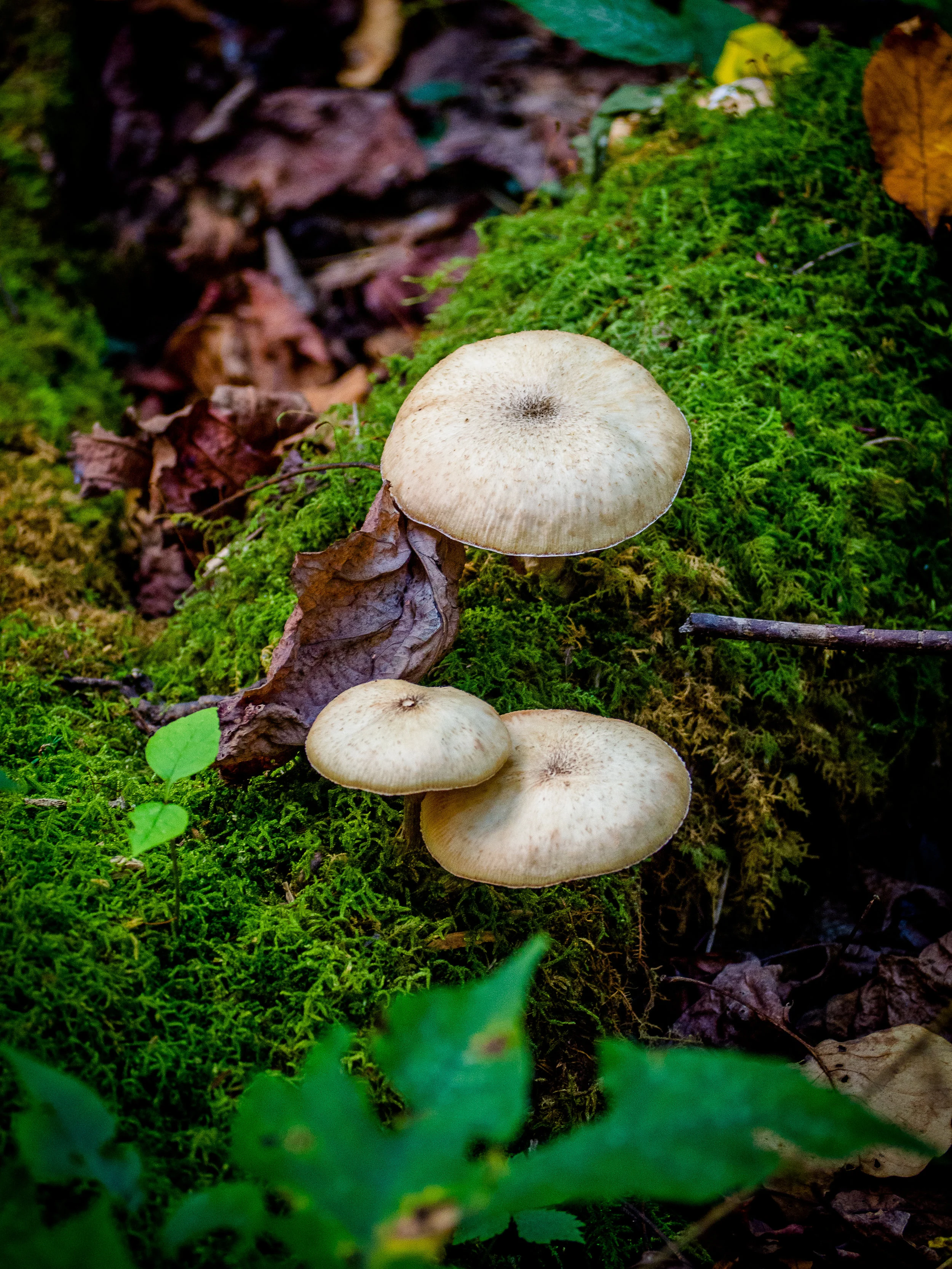 PA180662.jpg