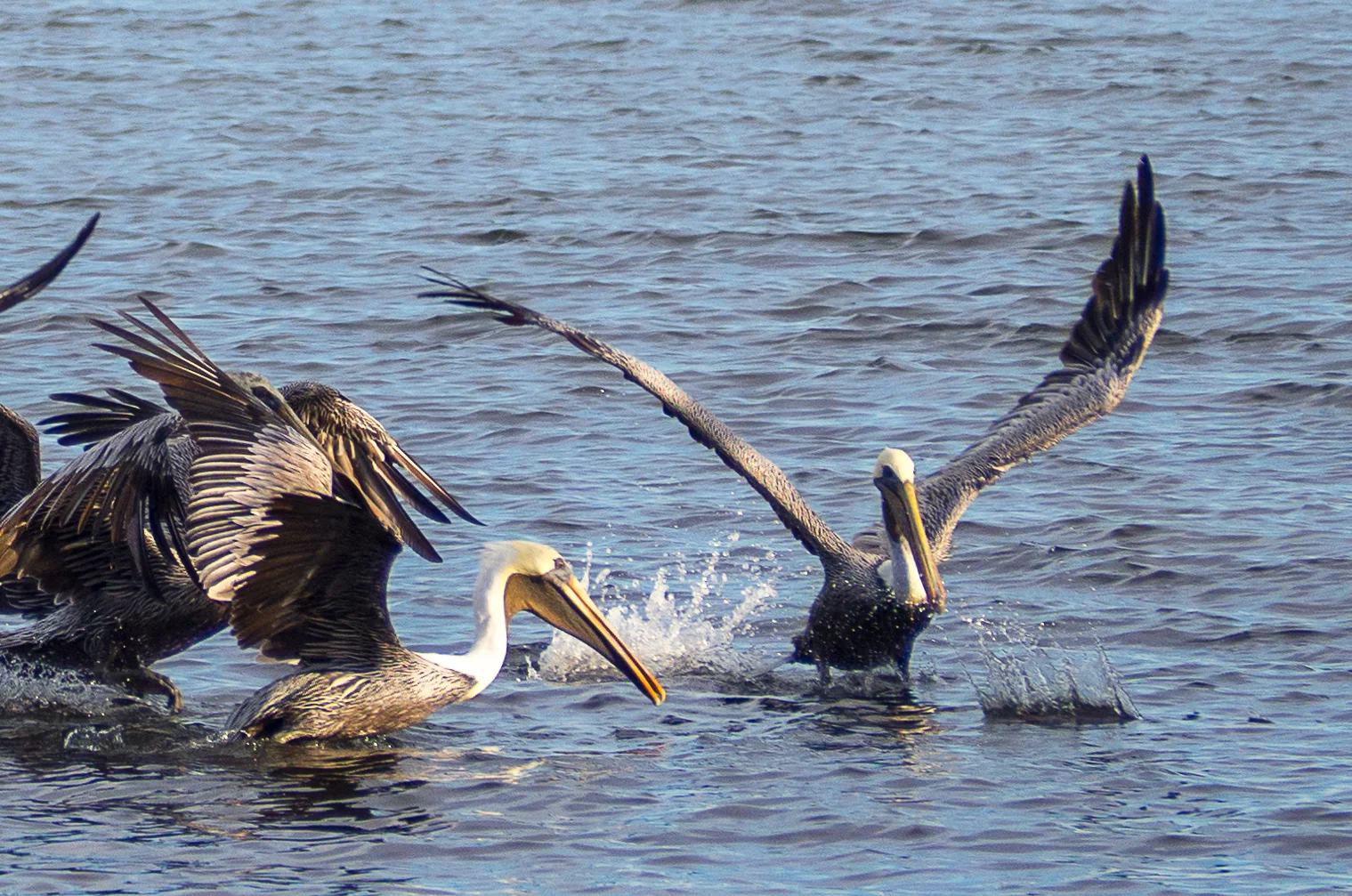 PA241088.jpg