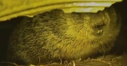 Groundhog Day: Pipe Condition Assessment