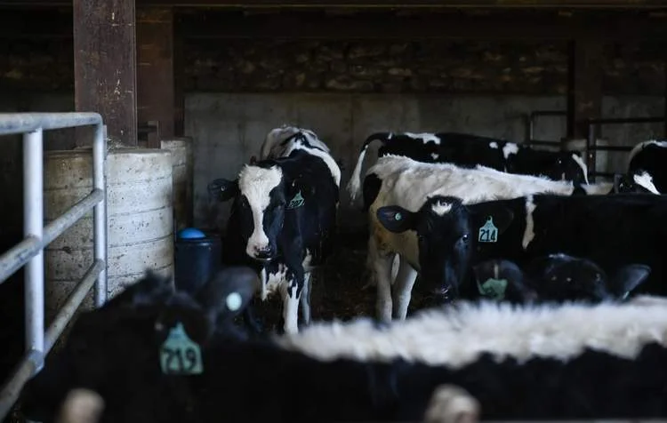 Manure from the cows at Furnace Stream Farm, Windsor Township, is prevented from leaching into the Furnace Creek under efforts that are part of the Delaware River Watershed Initiative.