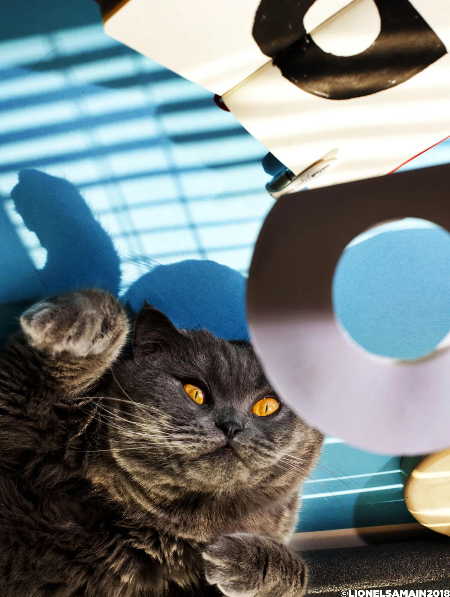 50% inspiration, 50% guru. 100% cat. Selfportrait of the artist as a young cat.