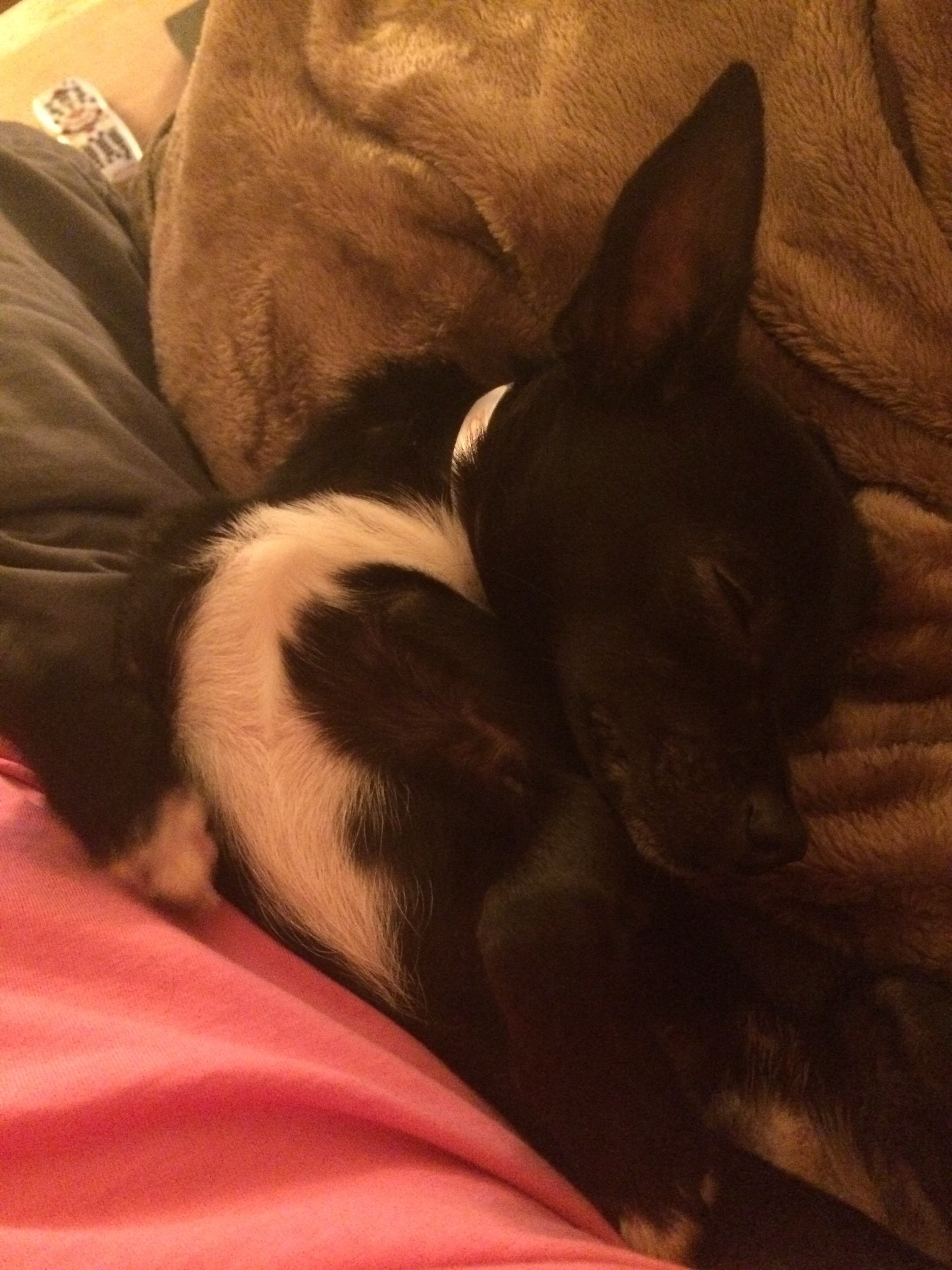Pickles asleep on my couch.