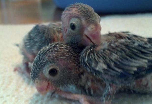 Baby Parrotlets.jpg