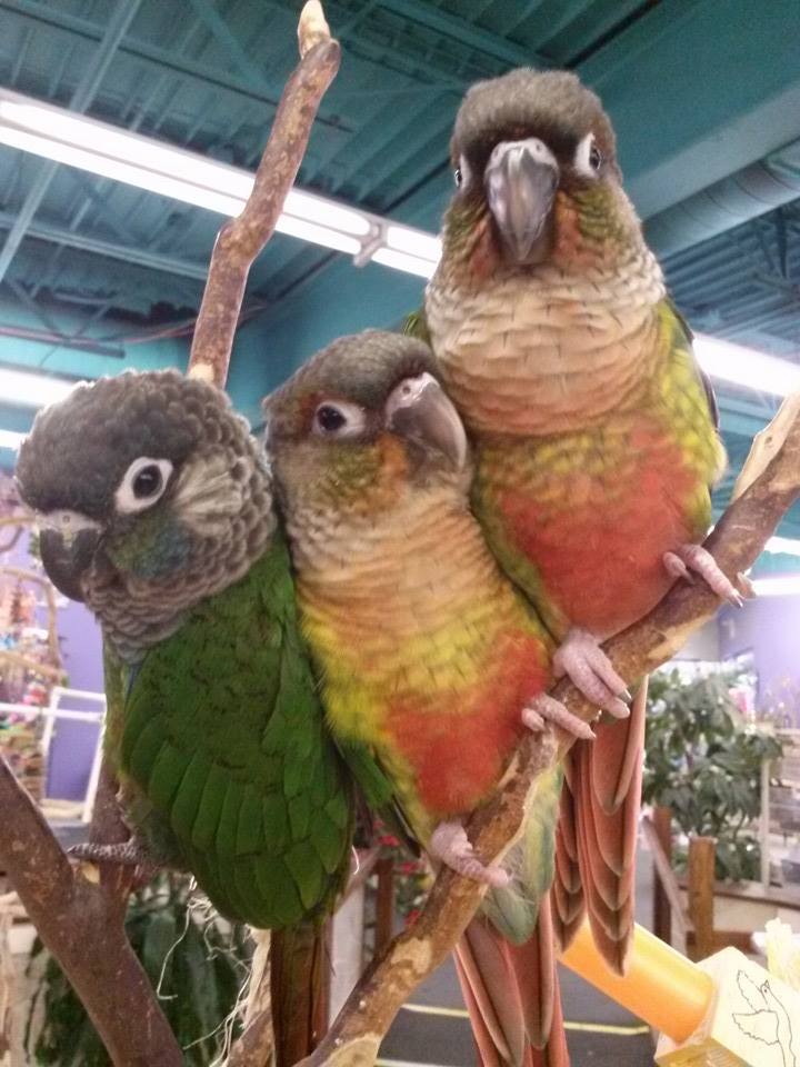 Yellow Sided Normal Green Cheek Conures.jpg