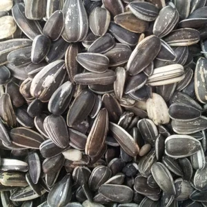 Sunflower+Seeds+in+shell.jpg