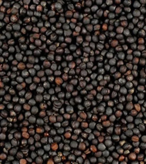 rapeseed.jpg
