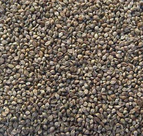 Japanese-Millet.jpg