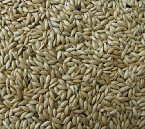 cnry grss seed.jpg