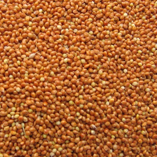 red-millet.jpg