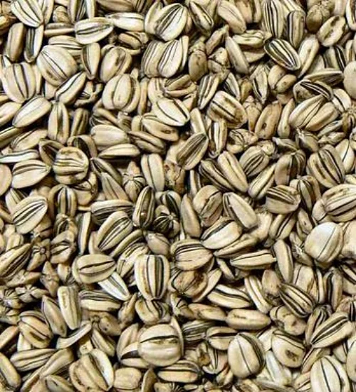 Striped Sunflower Seeds Bulk — Varietees Bird Store