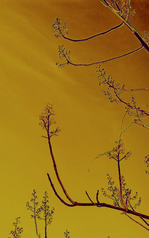 Winter Limbs-2-537.jpg