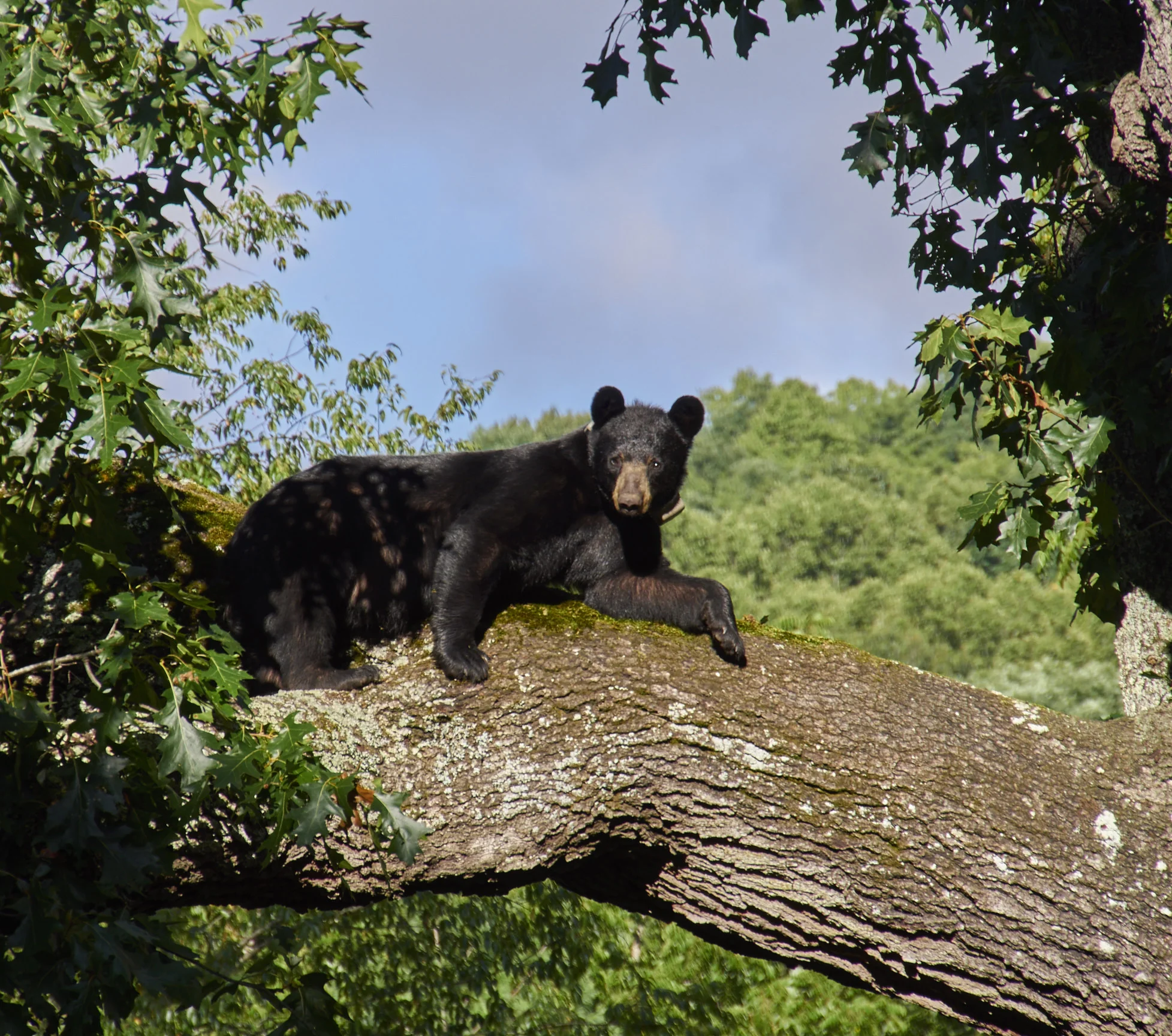 The neighborhood visitor known as "Bruno" shot with Olympus. It's a bit too "sharp" - that's one of the differences - that it's not as natural as the Nikon. However, it was easy to grab and go to catch this bear before he climbed back down.